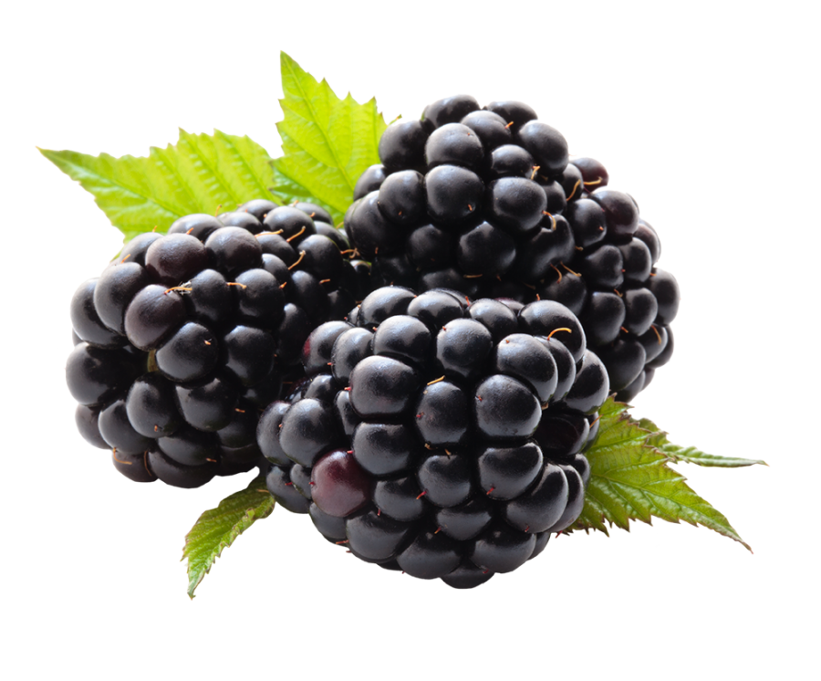 Blackberry PNG Image PurePNG Free transparent CC0 PNG Image Library