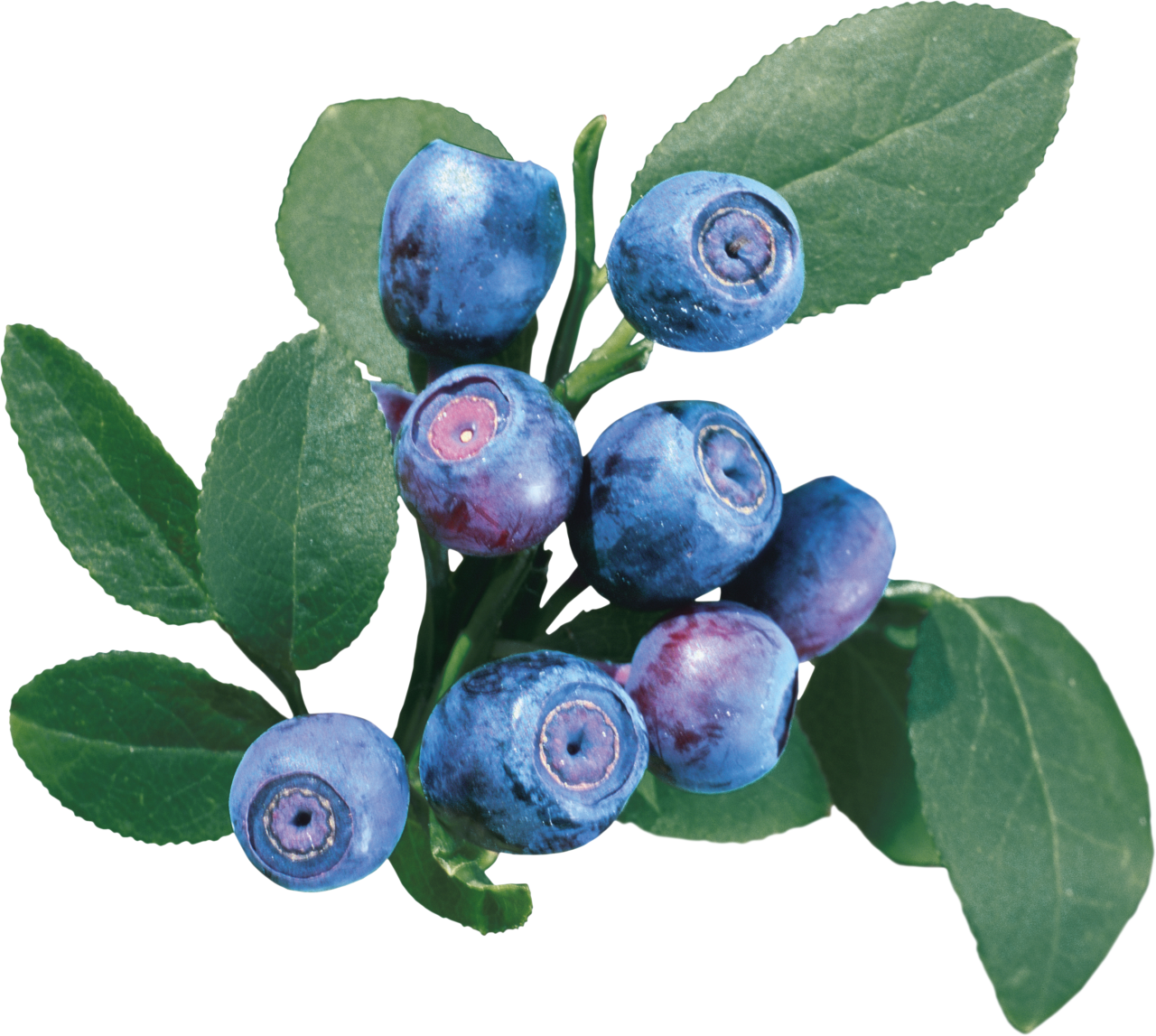 Blueberries Png Image Purepng Free Transparent Cc0 Png Image Library