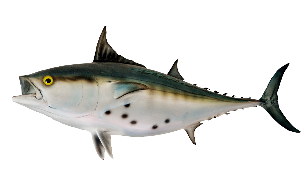 Bonito Fish PNG Image PurePNG Free transparent CC0 PNG Image Library