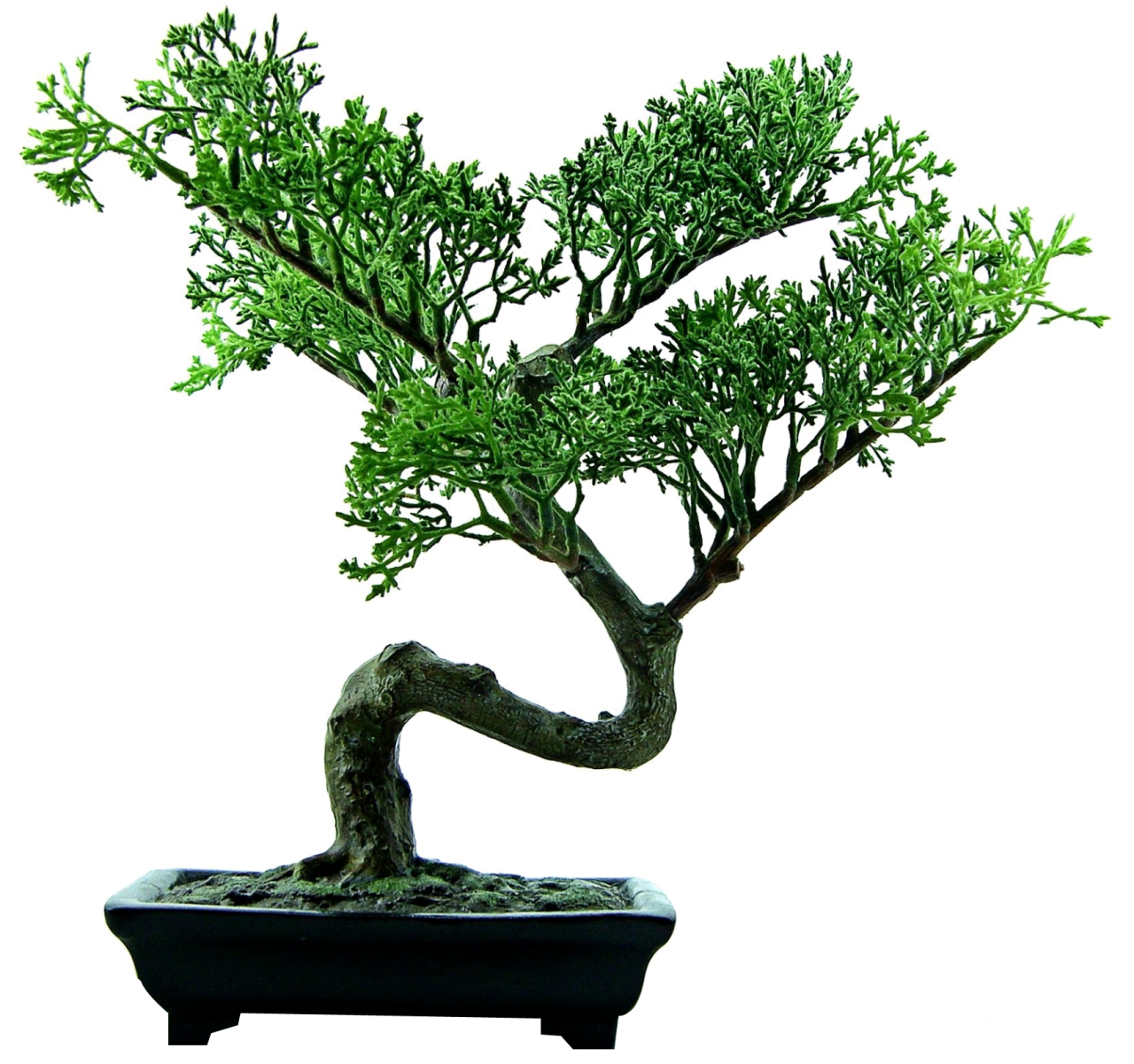 0 Result Images of Bonsai Tree Images Png - PNG Image Collection