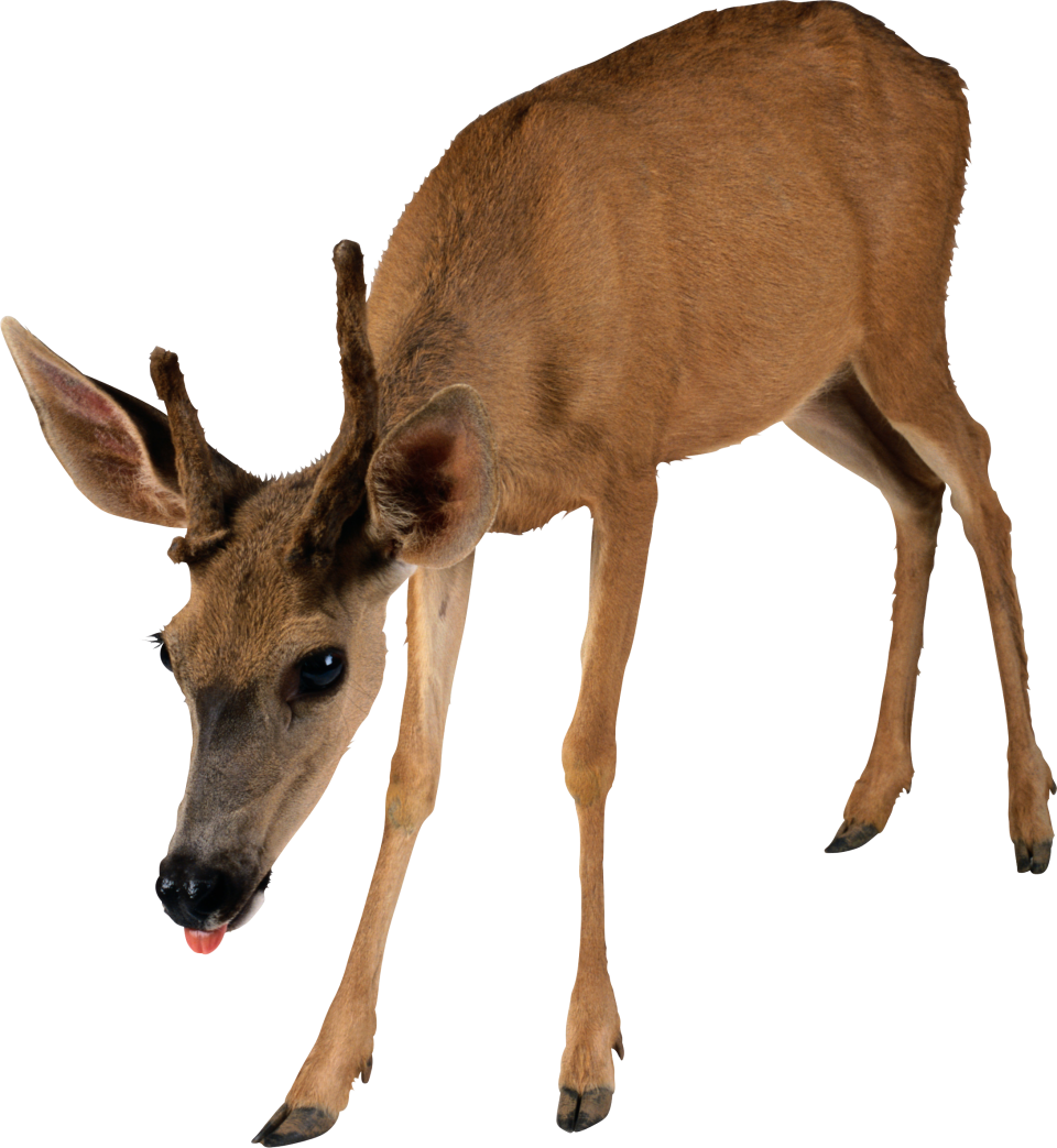 Brown Deer Standing Png Image Purepng Free Transparent Cc0 Png