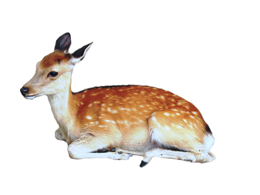 Brown Deer With White Spots Lying Sittting Png Image Purepng Free