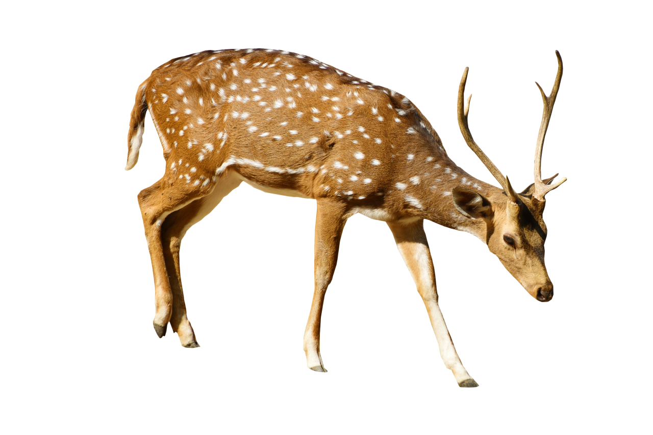 Brown Deer With White Spots Standing Png Image Purepng Free