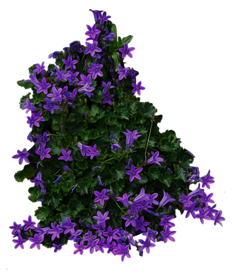 Bush with purple Flowers PNG Image - PurePNG | Free transparent CC0 PNG