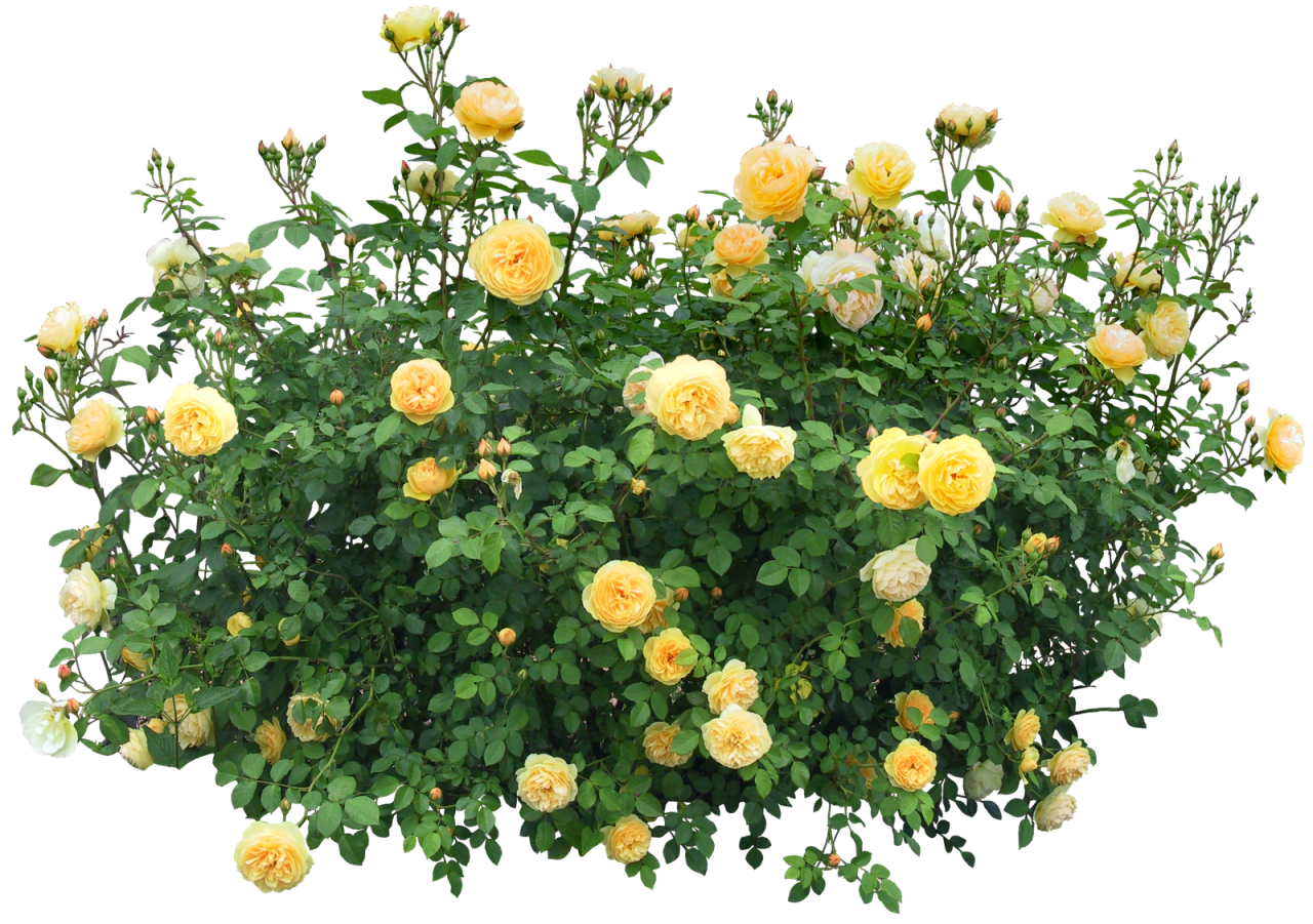 Bush with roses PNG Image PurePNG Free transparent CC0 PNG Image