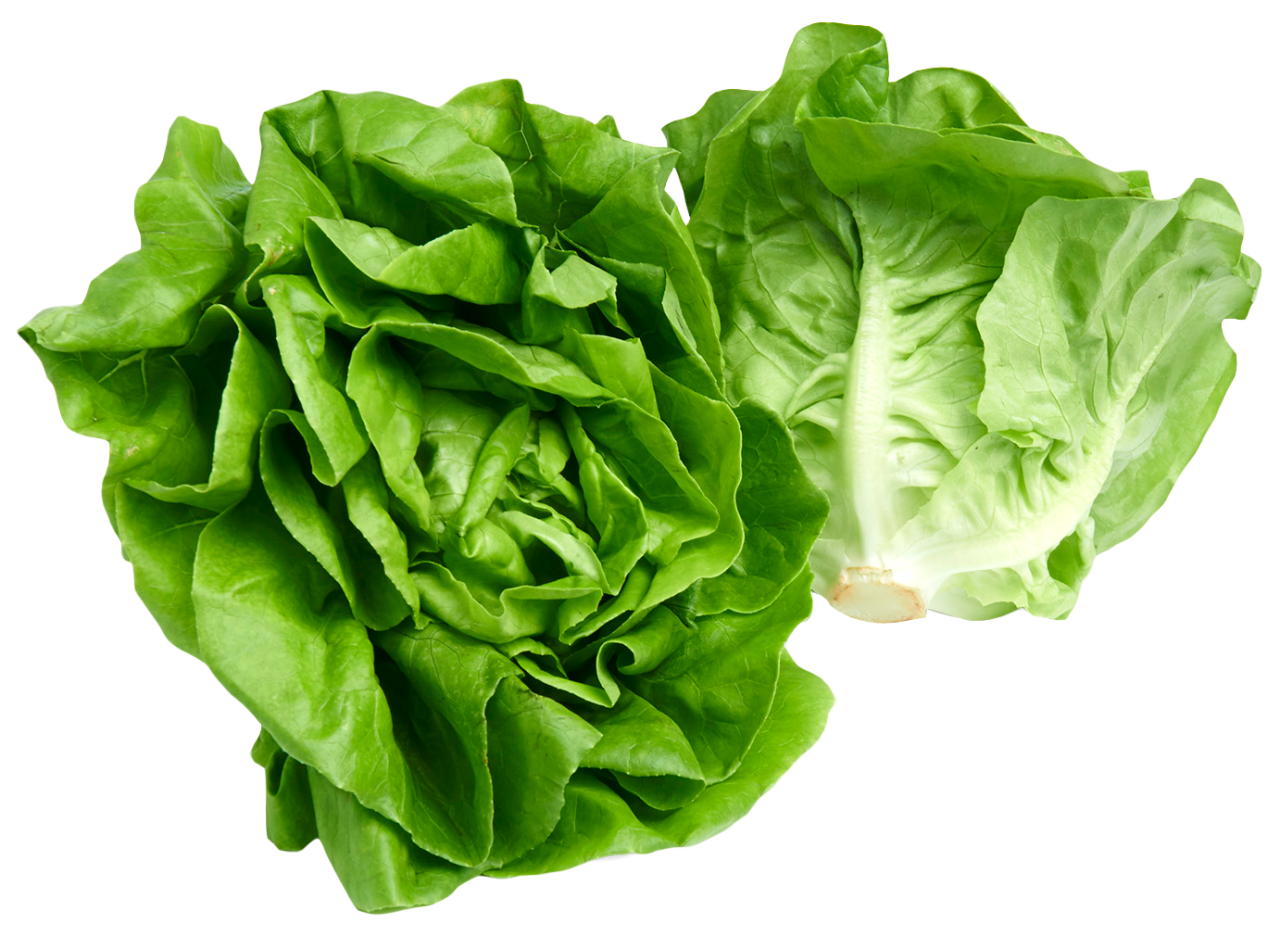 Butterhead Lettuce PNG Image PurePNG Free transparent CC0 PNG Image