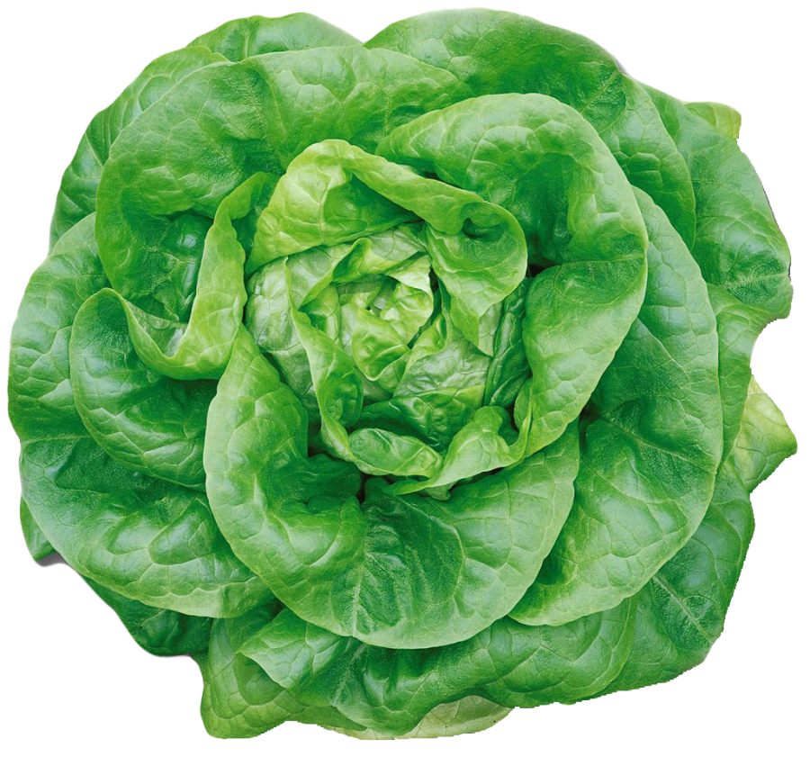 Butterhead Lettuce PNG Image PurePNG Free transparent CC0 PNG Image