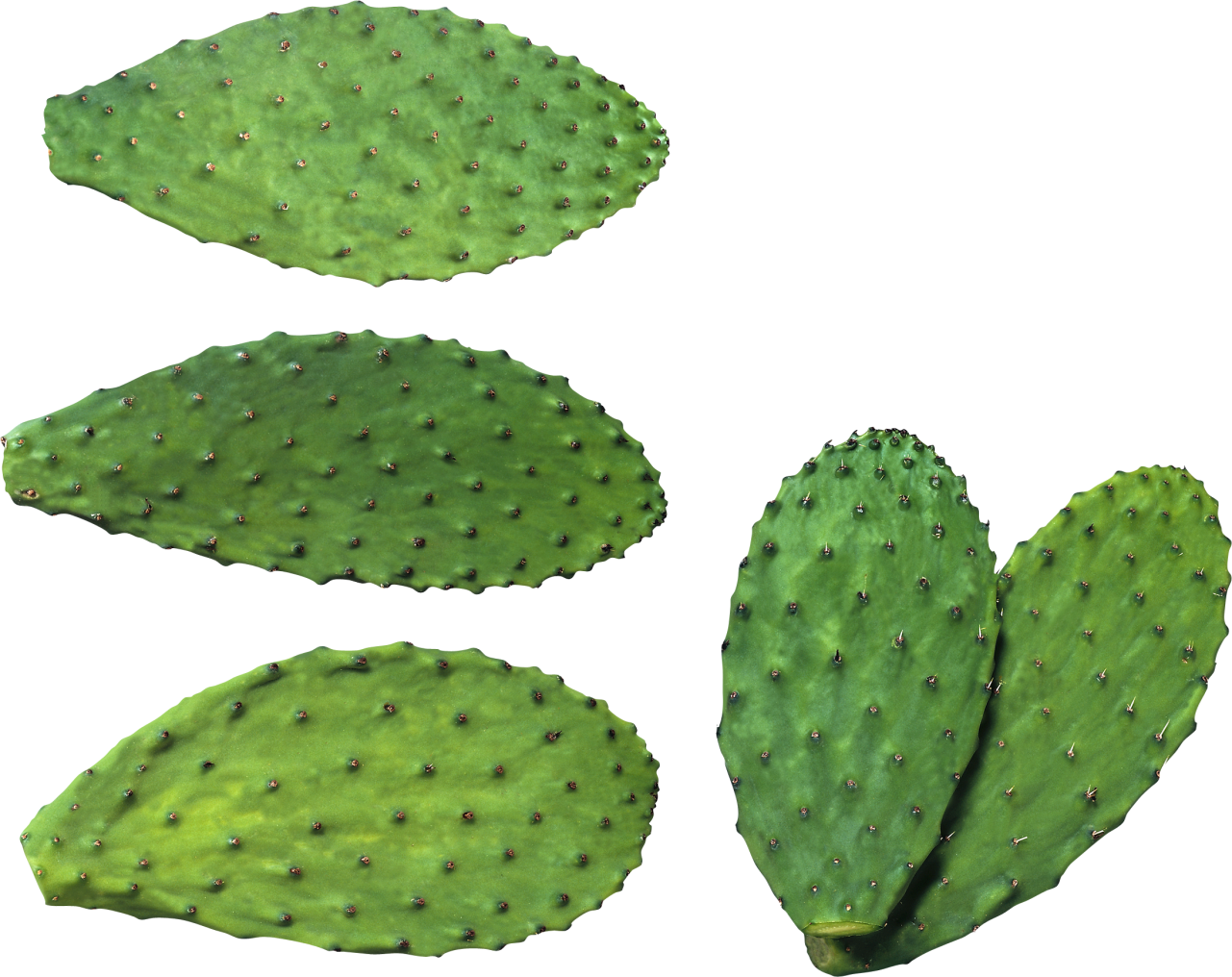 Cactus Plates PNG Image - PurePNG | Free transparent CC0 PNG Image Library
