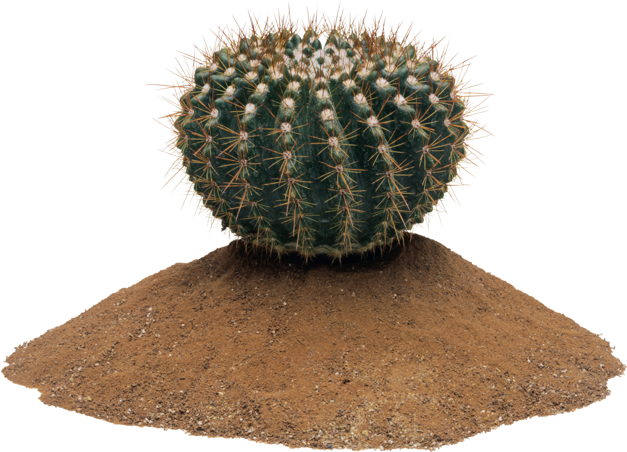 Cactus PNG Image - PurePNG | Free transparent CC0 PNG Image Library