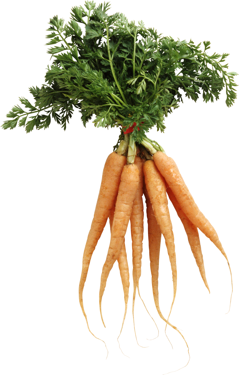 Carrot PNG Image - PurePNG | Free transparent CC0 PNG Image Library