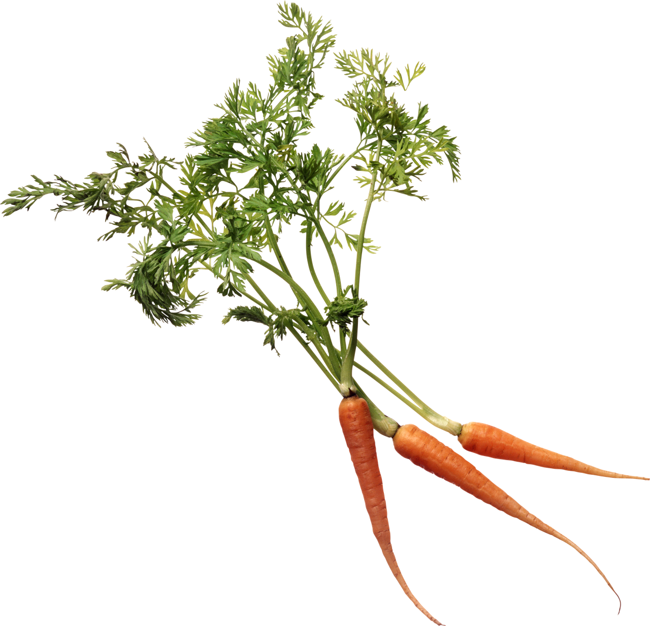 Carrot PNG Image - PurePNG | Free transparent CC0 PNG Image Library