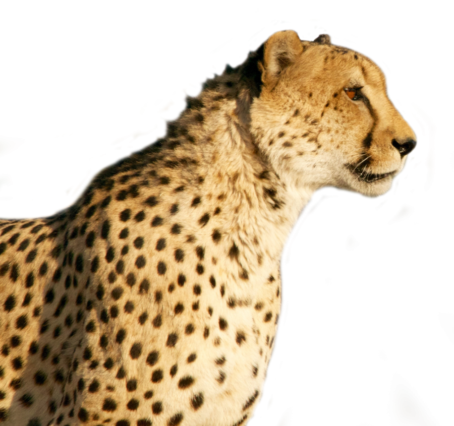 Cheetah PNG Image - PurePNG | Free transparent CC0 PNG Image Library