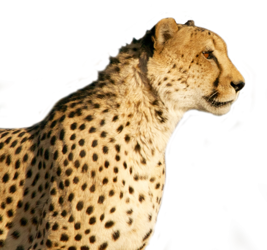 Cheetah PNG Image PurePNG Free Transparent CC0 PNG Image Library   Purepng.com Cheetahanimalwildfastcheetahleopardspeed 981524652891u02bc 