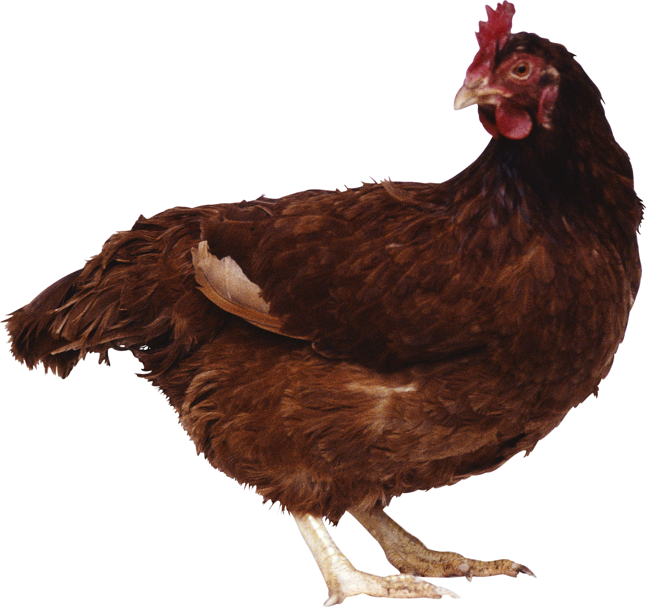 Chicken Standing PNG Image - PurePNG | Free transparent CC0 PNG Image