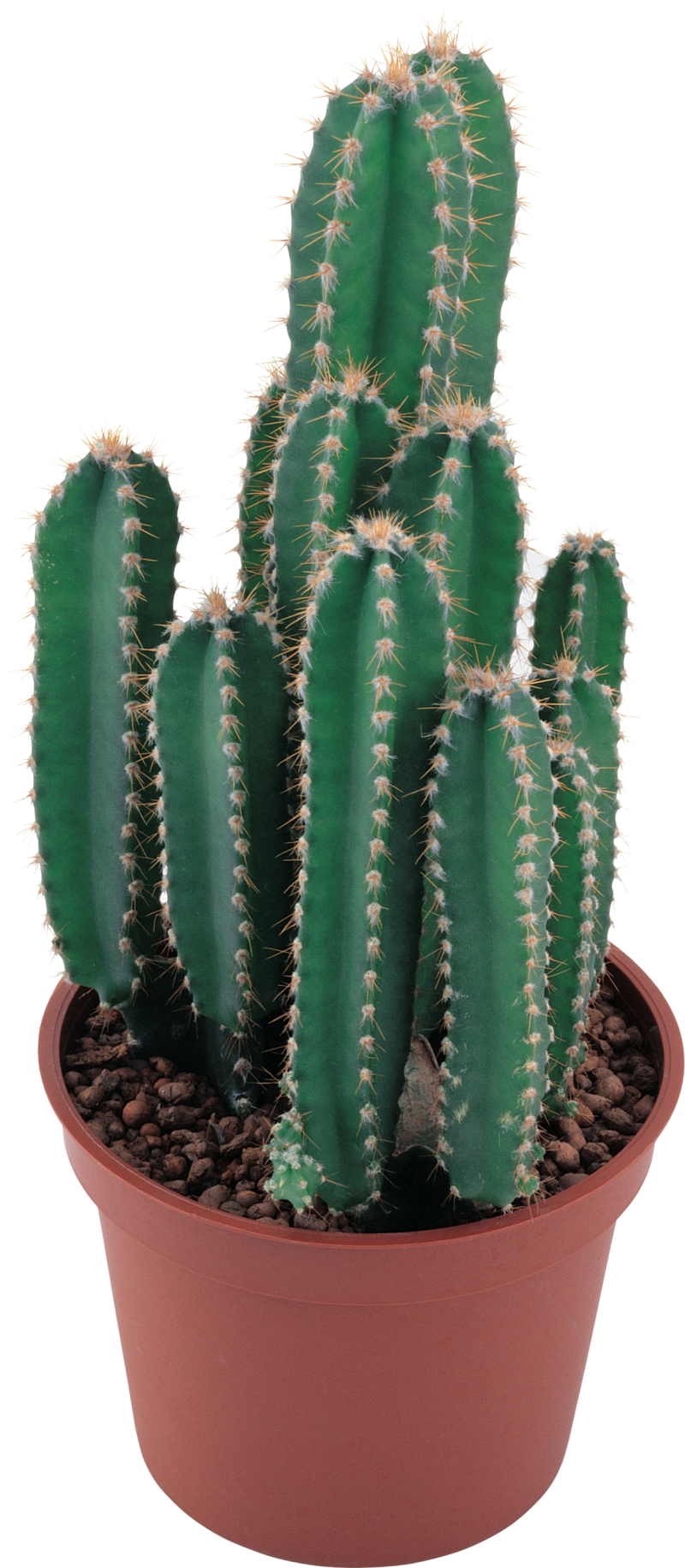 Classic Cactus PNG Image - PurePNG | Free transparent CC0 PNG Image Library