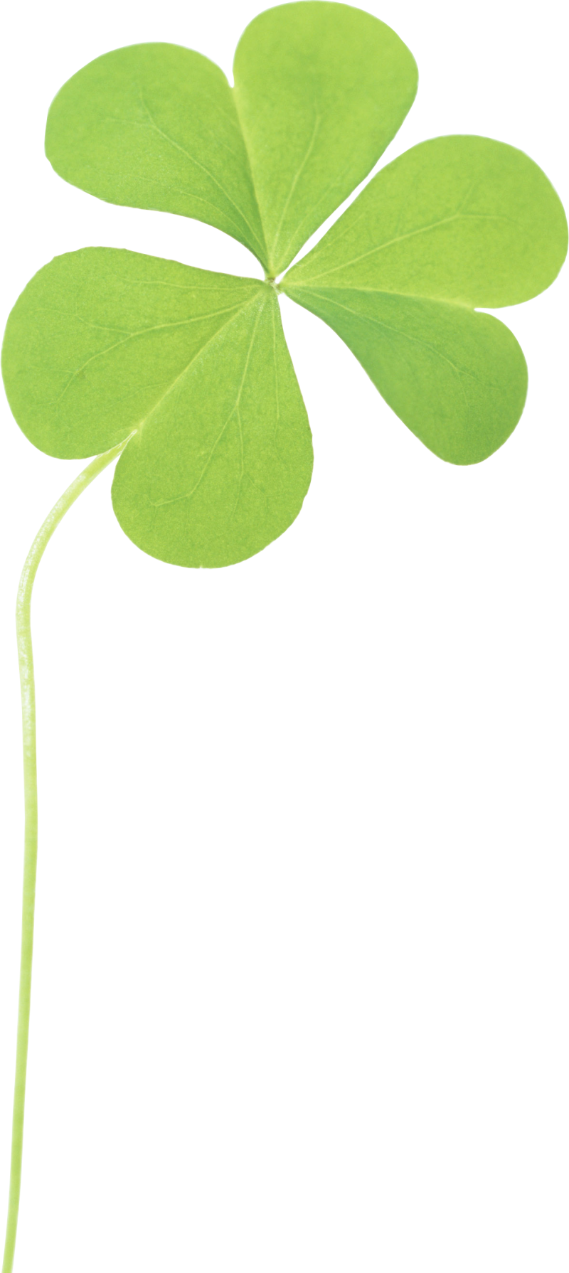 Clover PNG Image - PurePNG | Free transparent CC0 PNG Image Library