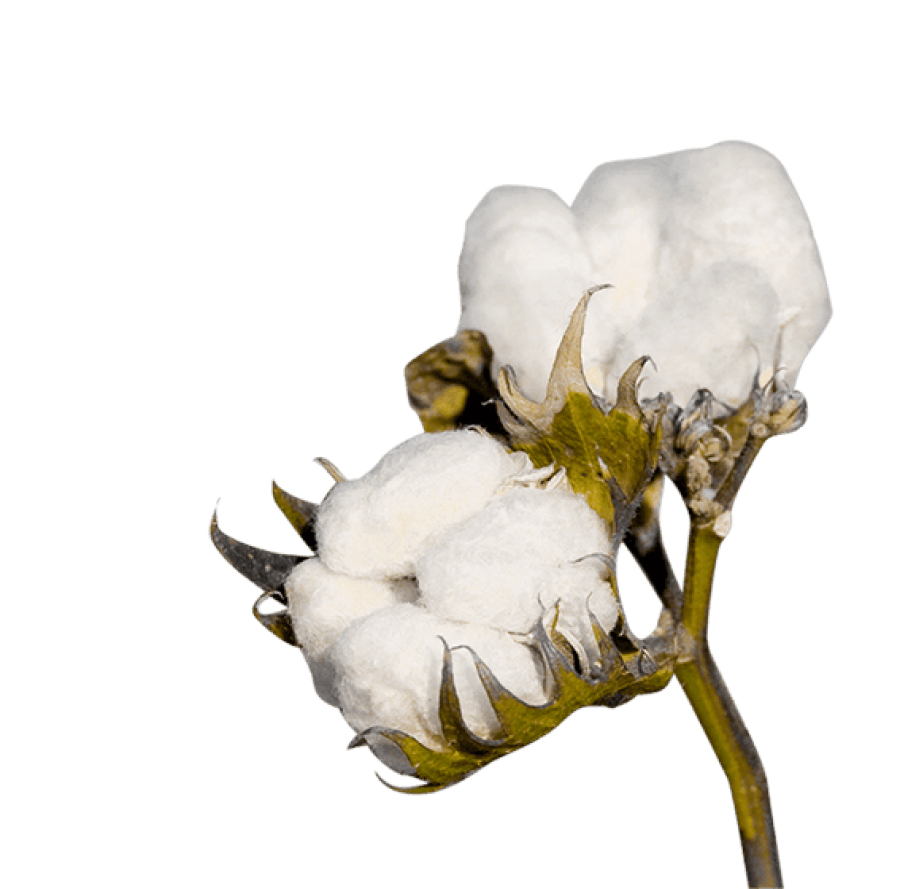 Cotton Plant PNG Image - PurePNG | Free transparent CC0 PNG Image Library