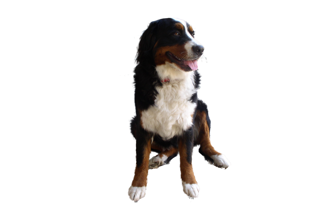 Cute Dog Png Image - Purepng | Free Transparent Cc0 Png Image Library