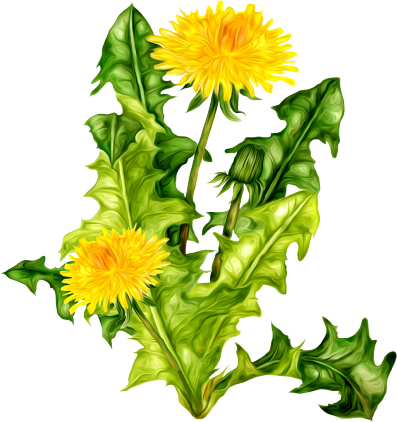 Dandelion Png Image Purepng Free Transparent Cc Png Image Library