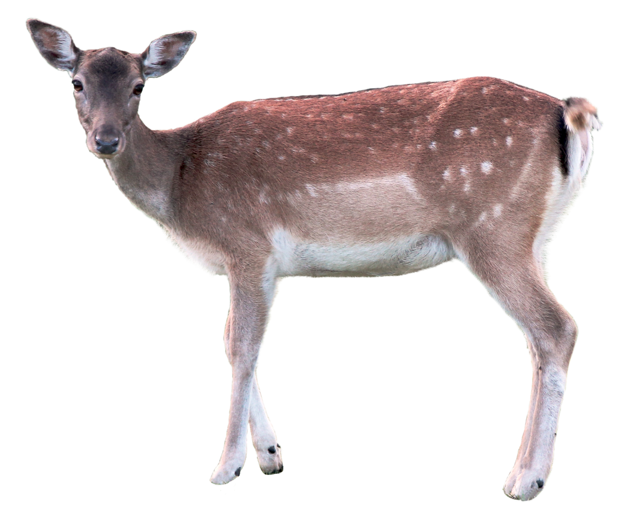 Deer PNG Image - PurePNG | Free transparent CC0 PNG Image Library