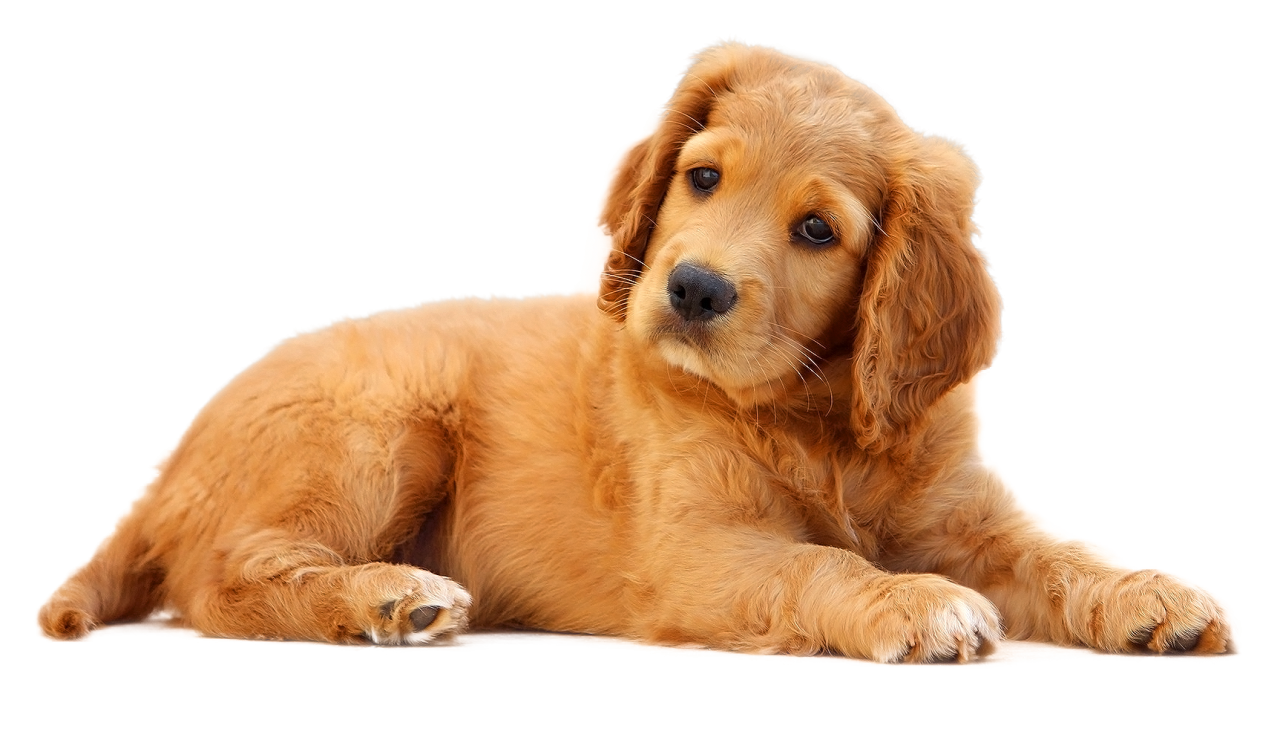 Dog PNG Image - PurePNG | Free transparent CC0 PNG Image Library