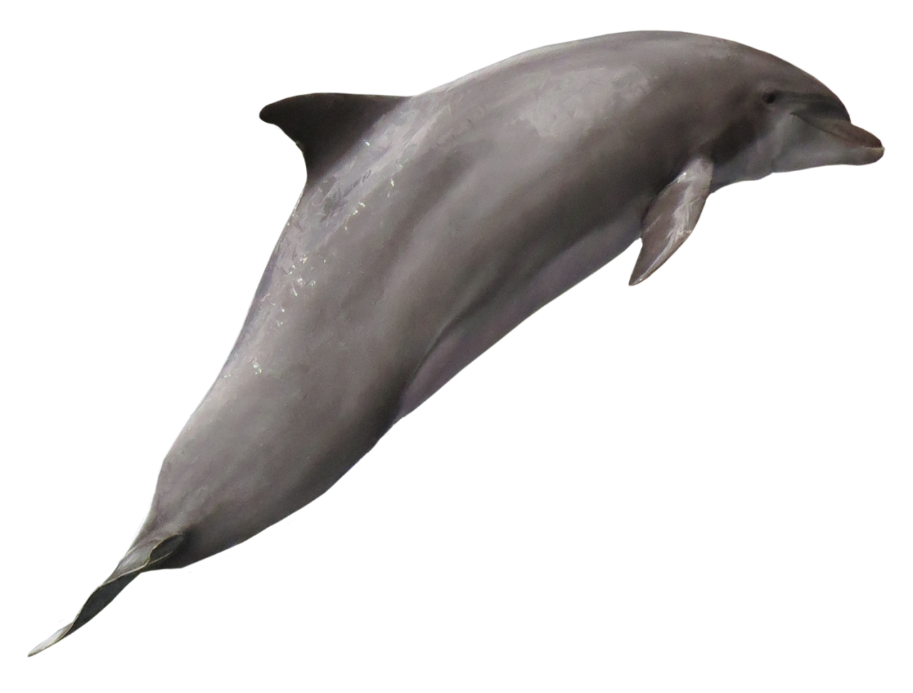 Dolphin PNG Image - PurePNG | Free transparent CC0 PNG Image Library