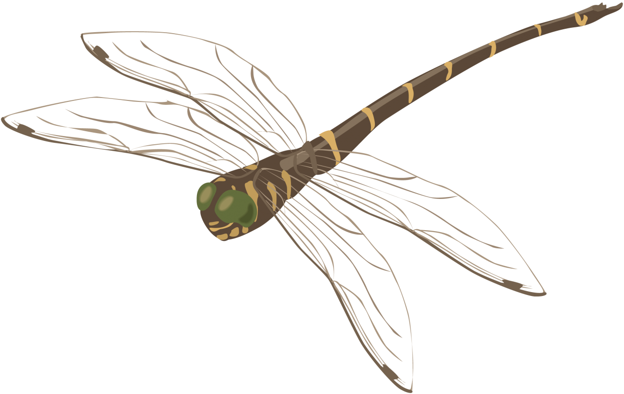 Dragonfly PNG Image - PurePNG | Free Transparent CC0 PNG Image Library