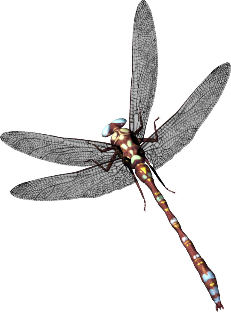 Dragonfly PNG Image - PurePNG | Free transparent CC0 PNG Image Library