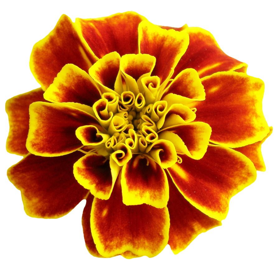 Flower PNG Image - PurePNG | Free transparent CC0 PNG Image Library