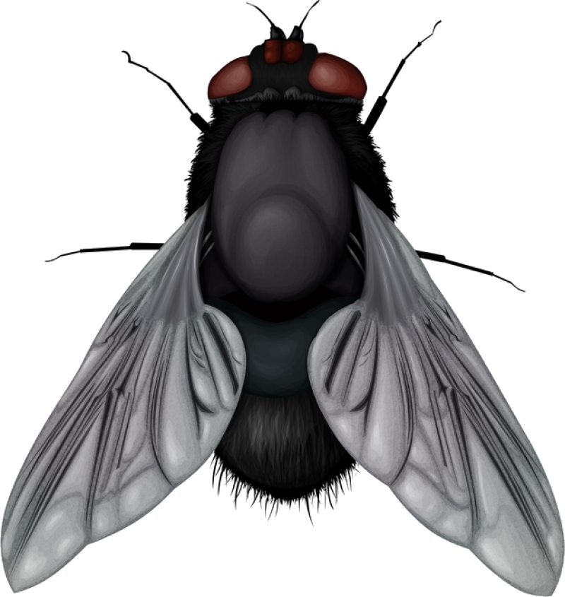 Fly PNG Image - PurePNG | Free transparent CC0 PNG Image Library