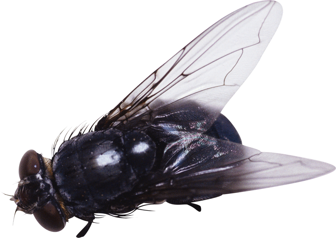 Fly PNG Image - PurePNG | Free transparent CC0 PNG Image Library