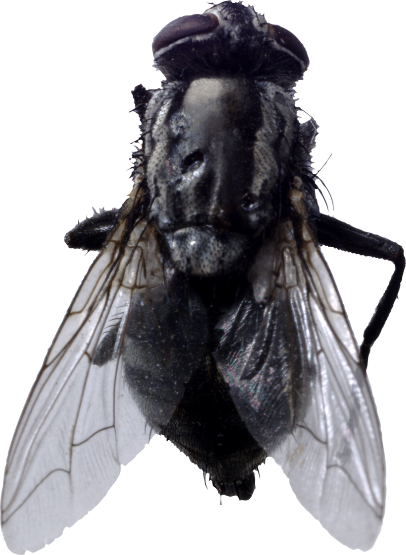 fly transparent horse purepng insects animals kb