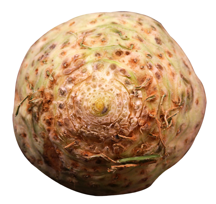 Fresh Celery Root PNG Image PurePNG Free transparent CC0 PNG Image
