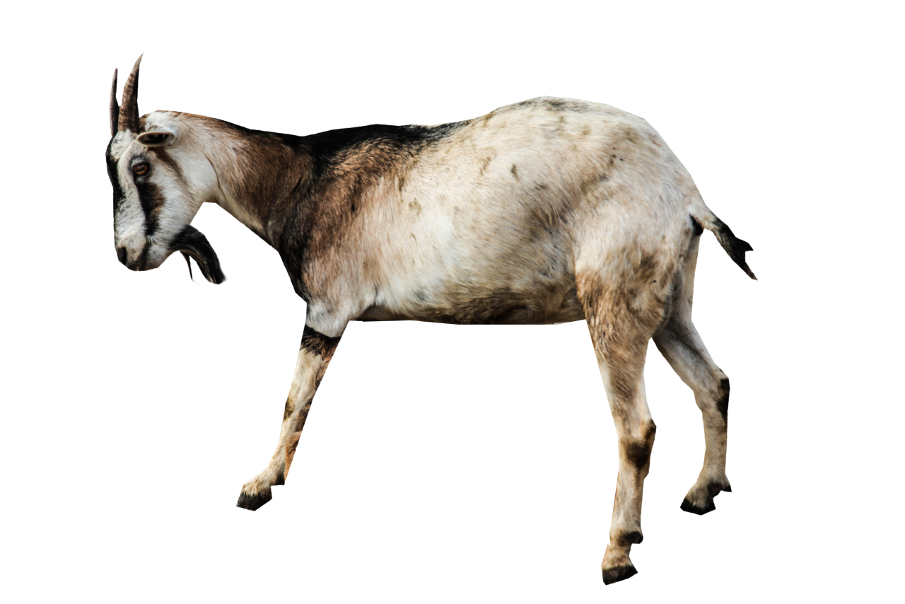Goat Png Image Purepng Free Transparent Cc0 Png Image Library