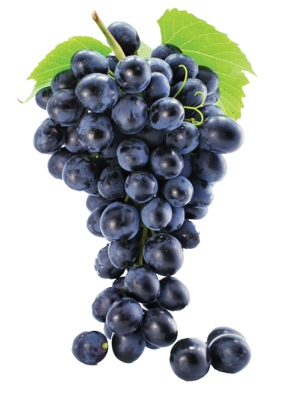 Grapes PNG Image PurePNG Free transparent CC0 PNG Image Library