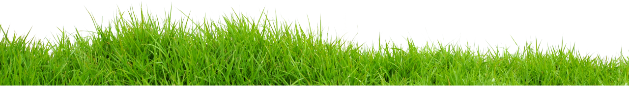 Grass PNG Image - PurePNG | Free transparent CC0 PNG Image Library