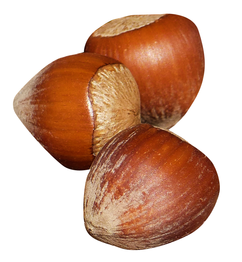 Hazelnut PNG Image - PurePNG | Free transparent CC0 PNG ...