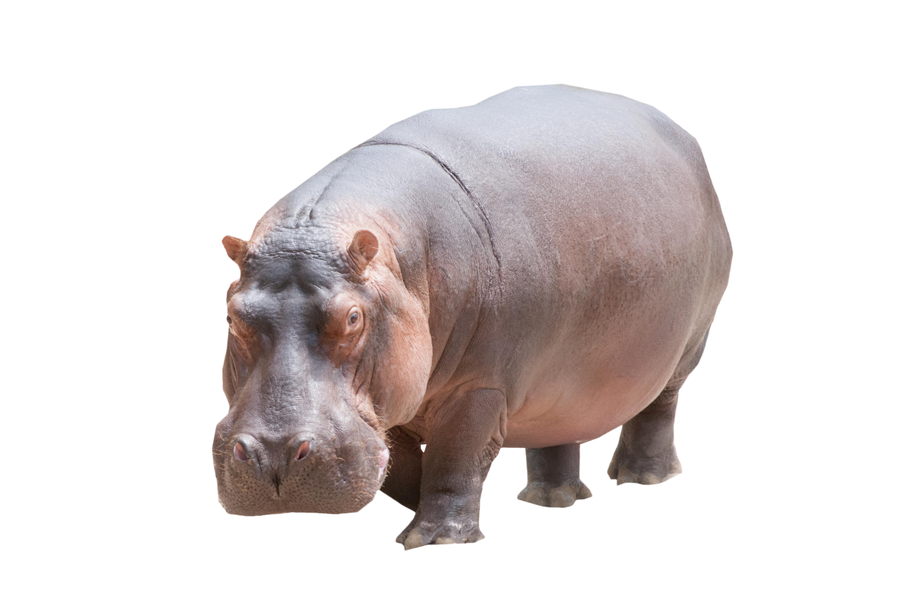 Hippo PNG Image - PurePNG | Free transparent CC0 PNG Image Library