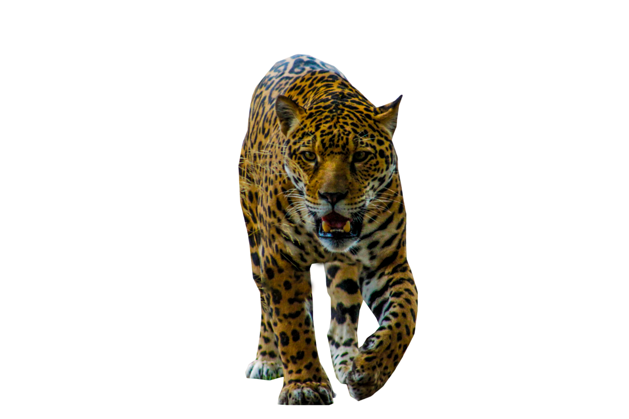 Jaguar Walking PNG Image - PurePNG | Free transparent CC0 PNG Image Library