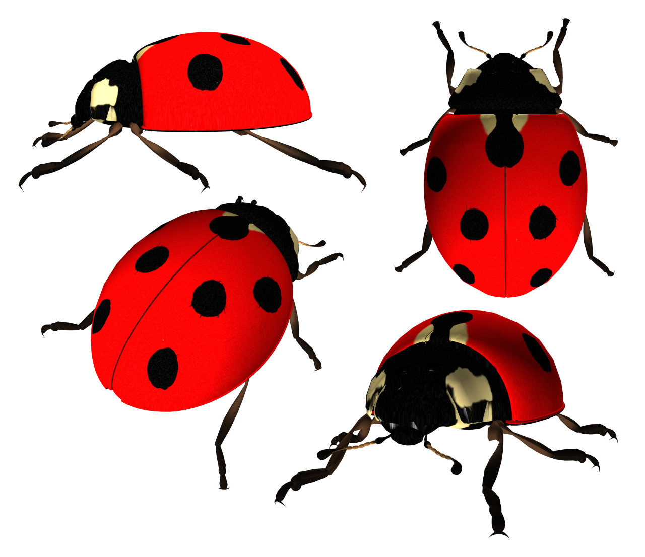 Free Free 342 Transparent Background Ladybug Svg Free SVG PNG EPS DXF File