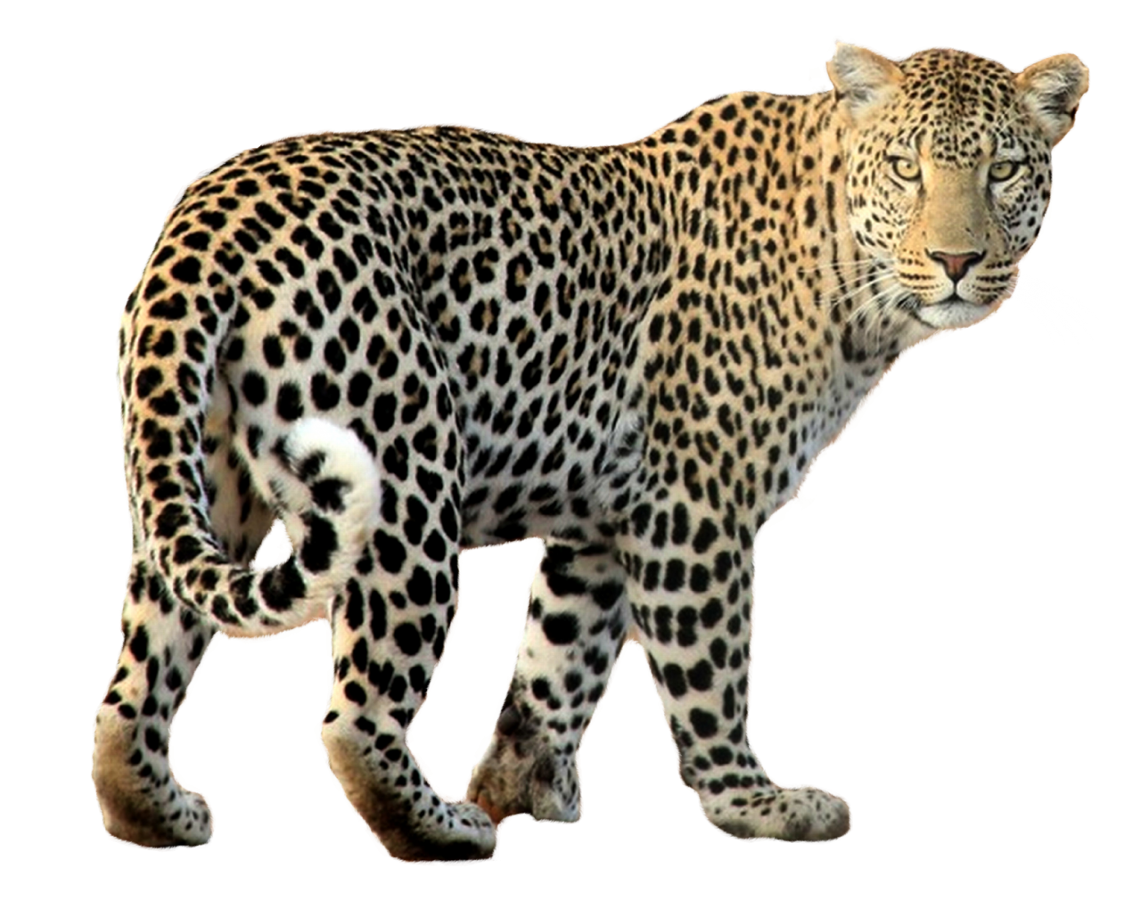 Leopard PNG Image - PurePNG | Free transparent CC0 PNG Image Library