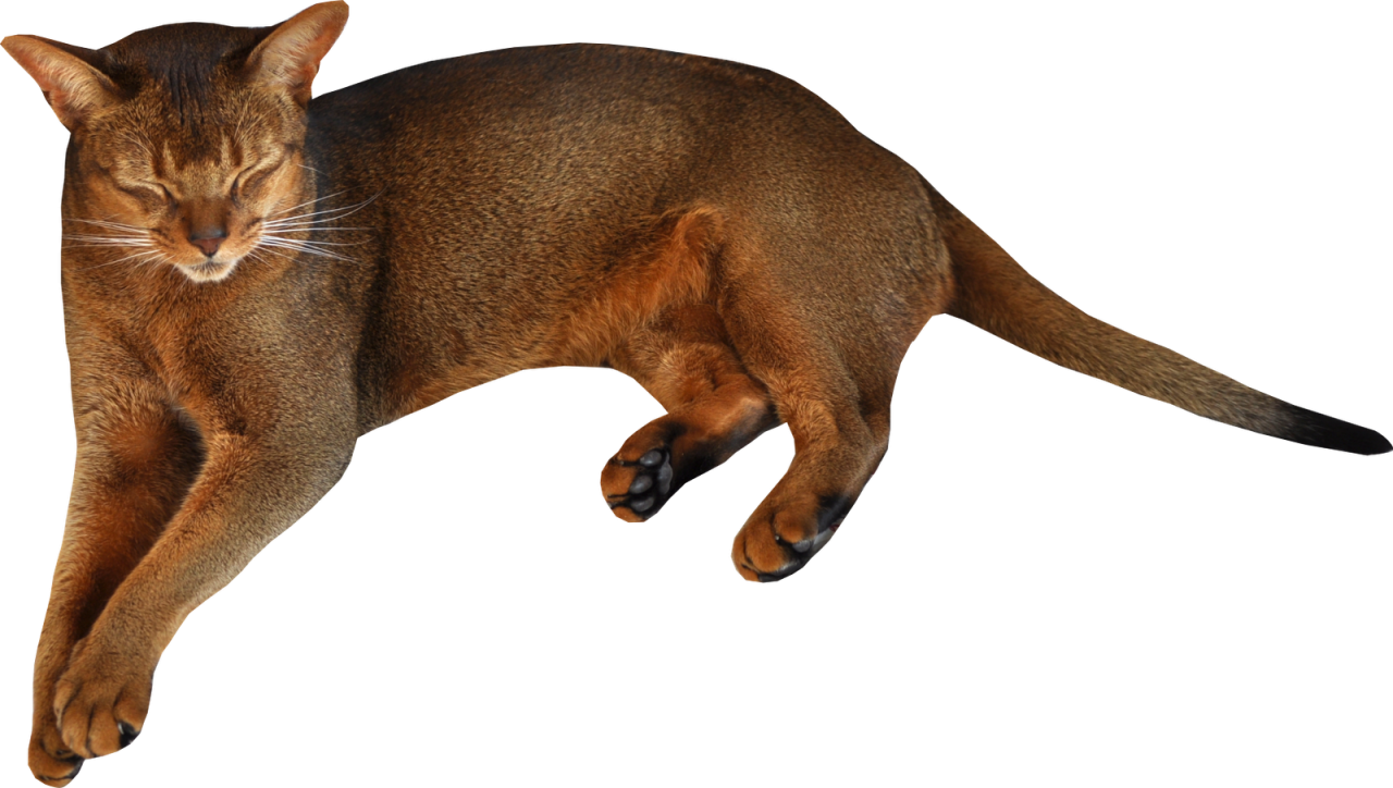 Lying Cat PNG Image - PurePNG | Free transparent CC0 PNG Image Library