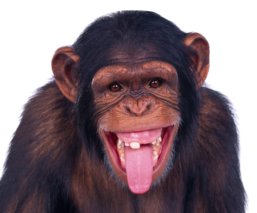 Monkey PNG Image  PurePNG Free transparent CC0 PNG  