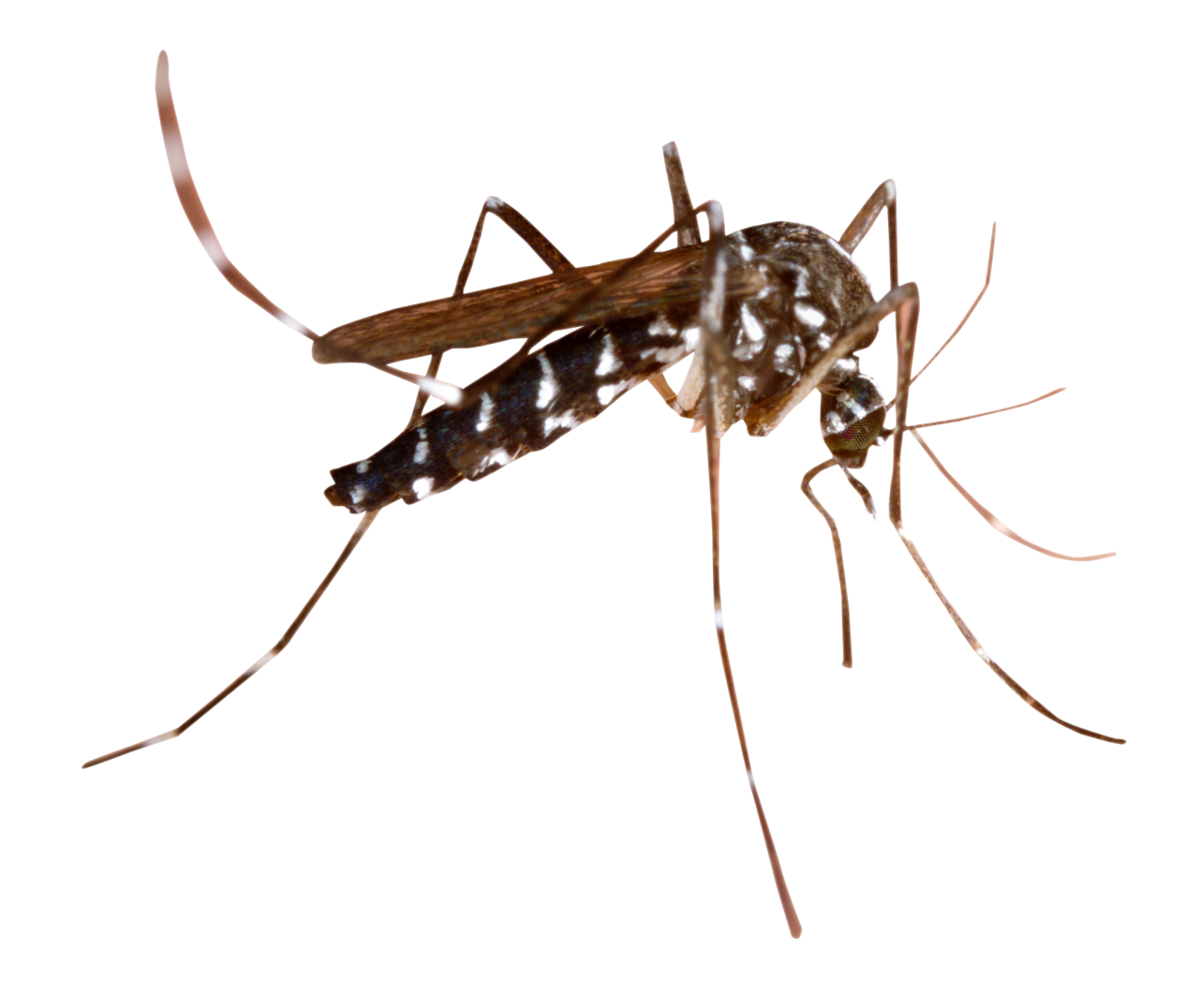 mosquito-png-image-purepng-free-transparent-cc0-png-image-library