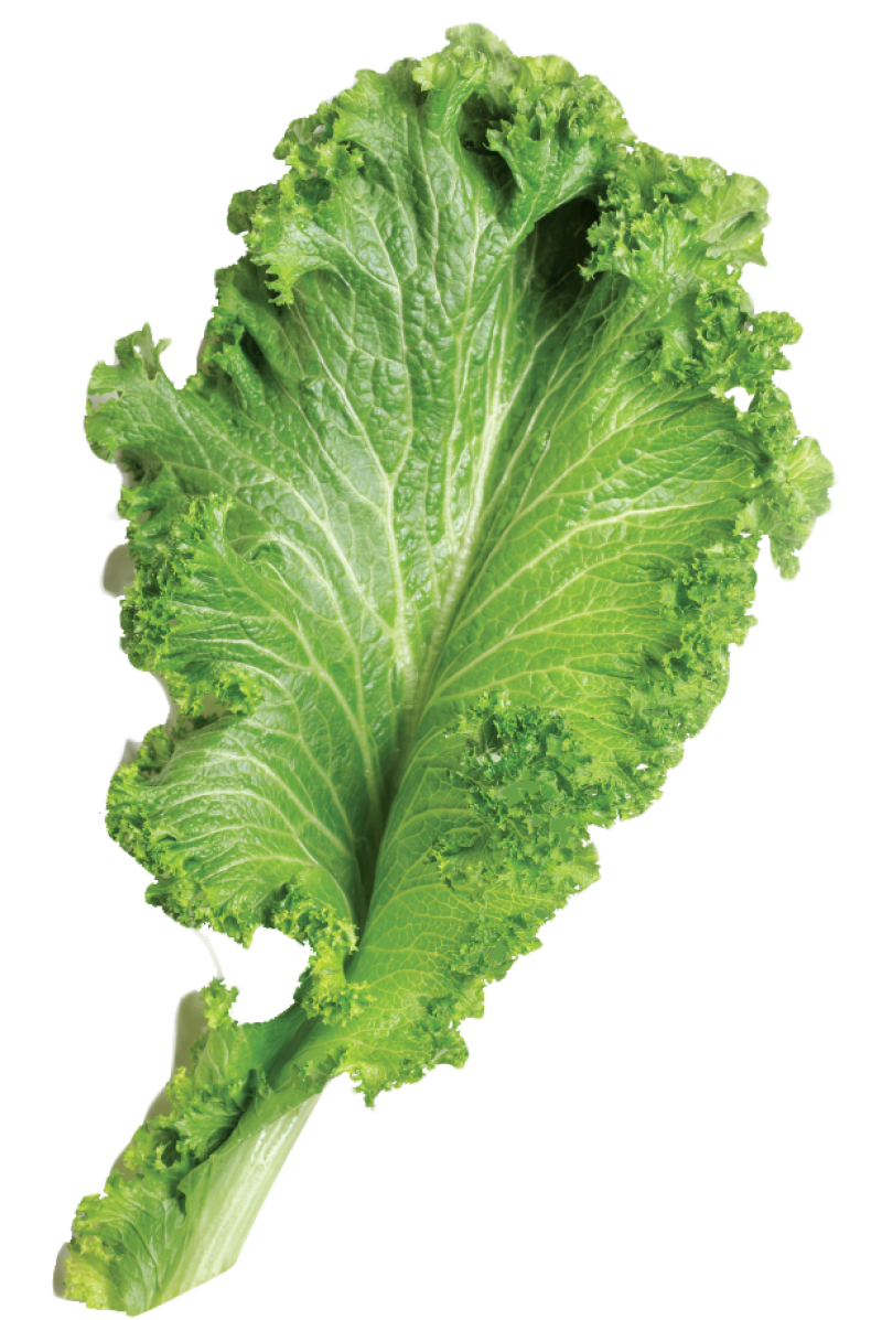 Mustard Greens PNG Image PurePNG Free transparent CC0 PNG Image Library
