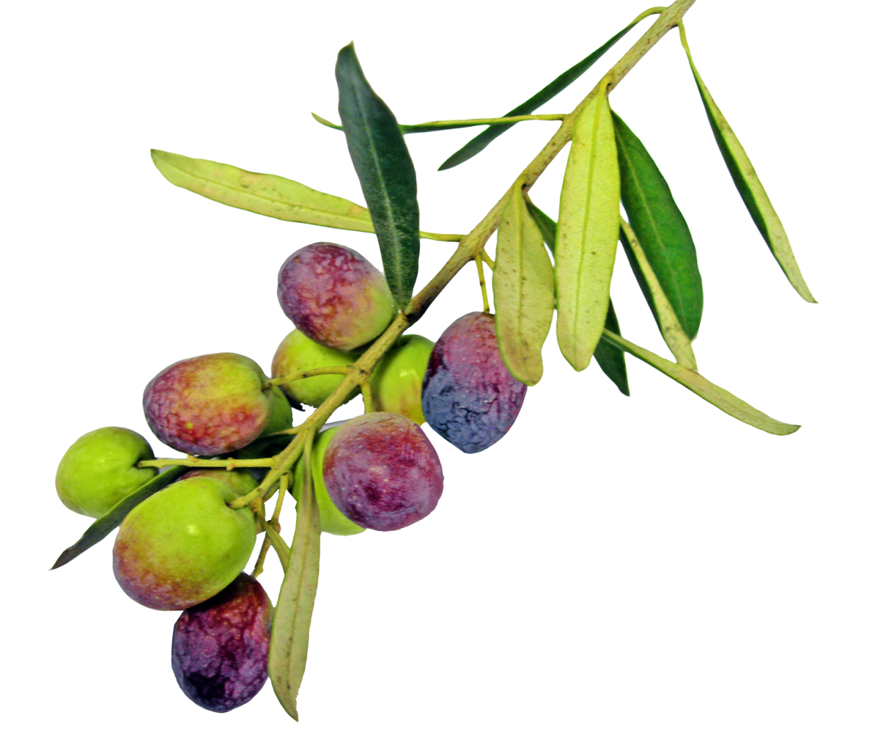 Olive With Leaves PNG Image PurePNG Free transparent CC0 PNG Image