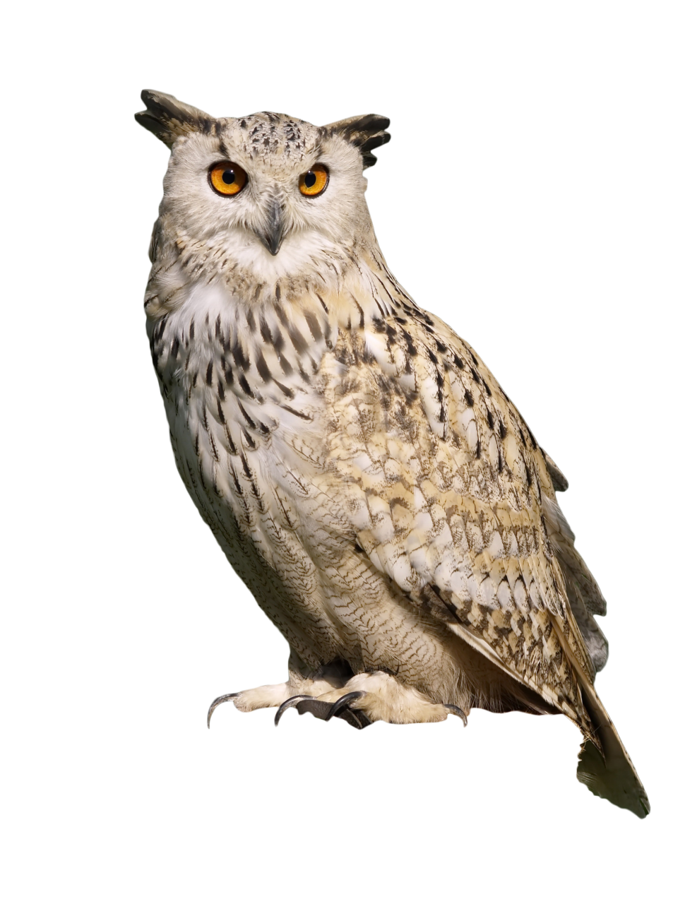 Owl Sitting PNG Image PurePNG Free Transparent CC0 PNG Image Library