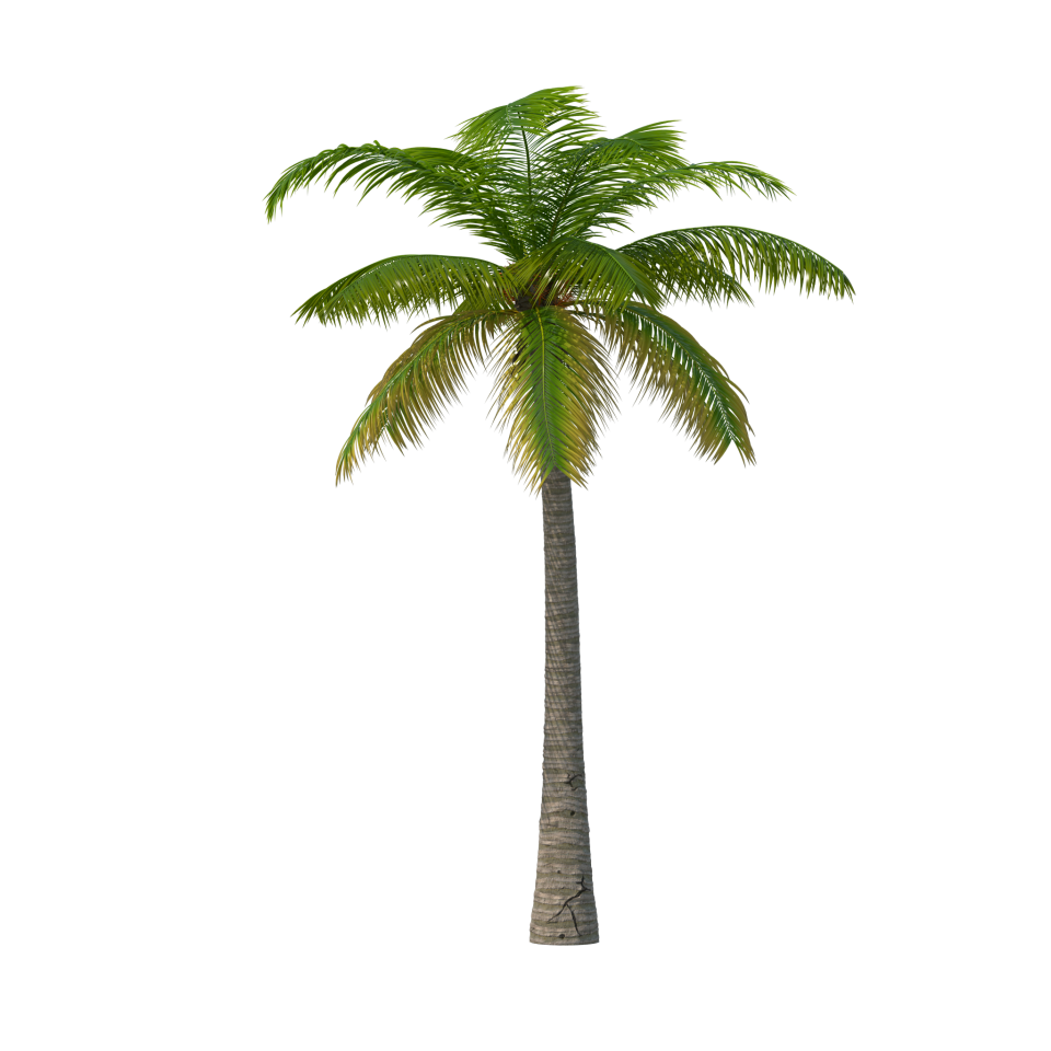 Palm Tree PNG Image - PurePNG | Free transparent CC0 PNG Image Library