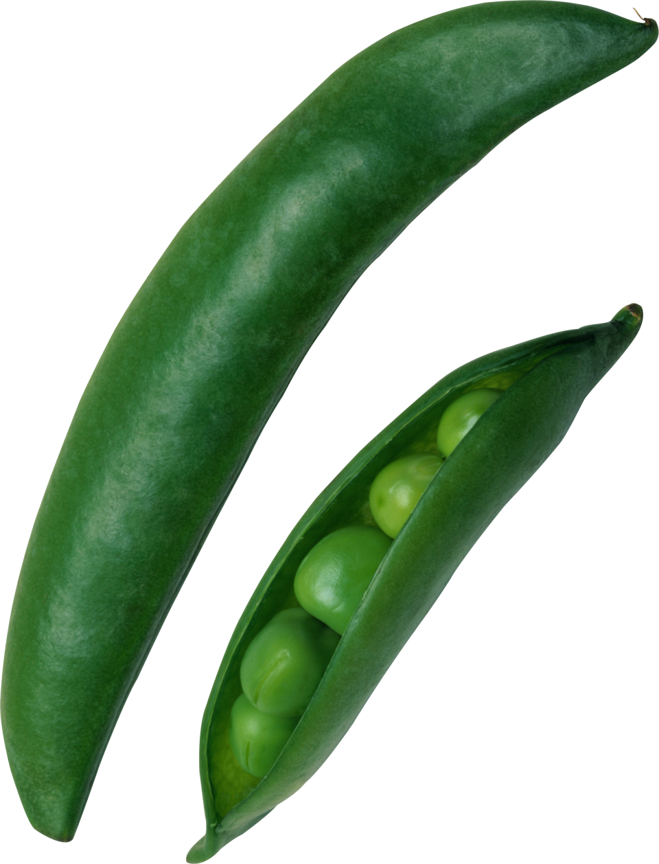 Pea PNG Image - PurePNG | Free transparent CC0 PNG Image Library