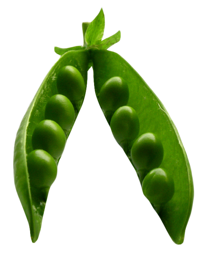Pea PNG Image PurePNG Free transparent CC0 PNG Image Library